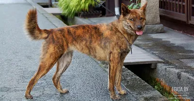Хоккайдо (порода собак) — Википедия