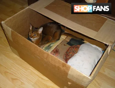 Ящик для родов кошки – купить в Челябинске, цена 1 000 руб., продано 21  июля 2020 – Товары для животных