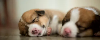 Родильный Ящик для Собак – купить в интернет-магазине OZON по низкой цене