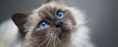 Наглая и самая любимая»: 10 кошек и котов, которых теперь не узнать