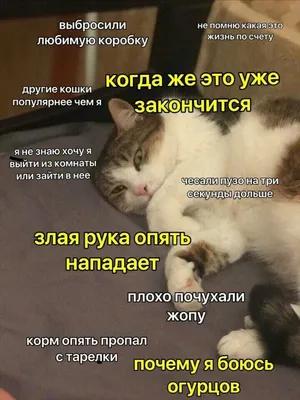 Весёлые картинки и мемы кота-одессита | Морган Кот | Дзен