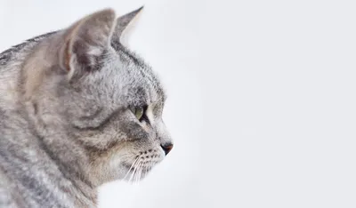 Двоичный кот | Студия веб и графического дизайна