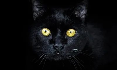 оранжевый кот смотрит в камеру, фоновое изображение кота, кошка, животное  фон картинки и Фото для бесплатной загрузки