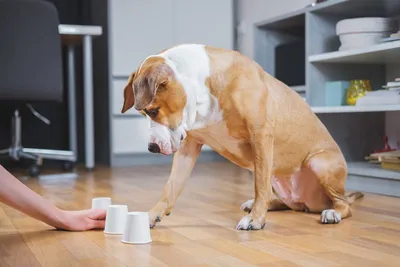6 идей как разнообразить будни вашей собаки. Пособие для чайников | МИР  СОБАК. Всё самое интересное | Дзен