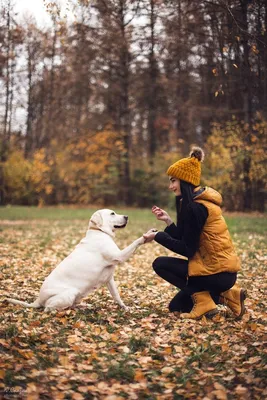 Осеннее фото с собакой | Собаки, Фотосессия, Фото собак