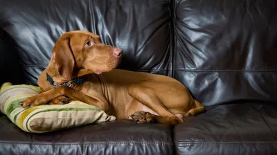 Домик для собаки и 20 полезных идей для домашних питомцев! | Декор и идеи