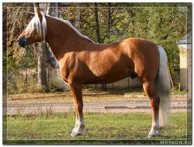 Игреневая масть лошадей - Мой Конь