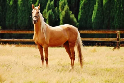 Серебристо-буланая масть. Величественная лошадь. | Horses, Pretty horses,  Beautiful horses