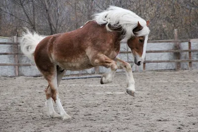 Игреневая масть лошади (77 фото)