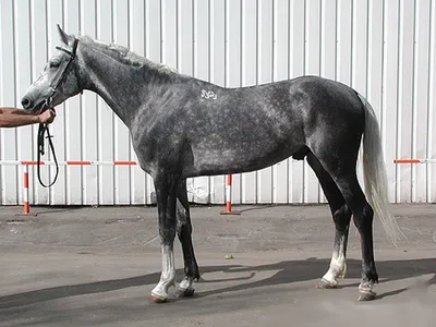 Игреневые лошади: особенности характеристики, генетика, породы и масти  лошадей