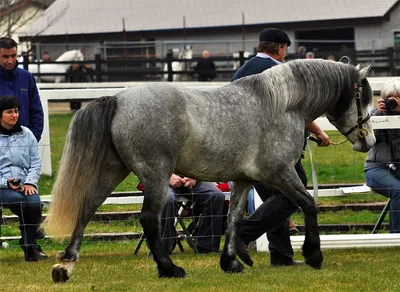 Самая редкая и удивительная масть лошадей - Изабелловая, или ... | ОБО ВСЕМ  | Фотострана | Пост №1283364480