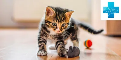 Как сделать игрушку для котёнка своими руками (фото) | Самодельные игрушки  для кошки, Игрушки для кошек, Игрушечные поделки
