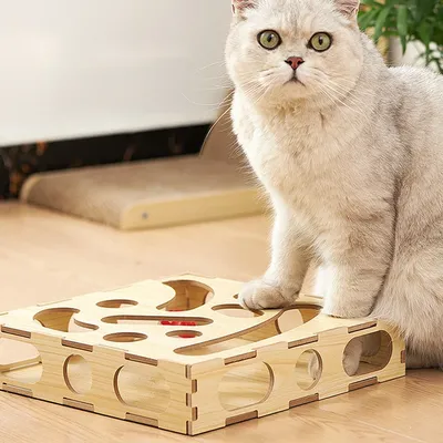 Игрушки для котят – узнайте какие игрушки любят кошки | WHISKAS®
