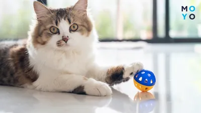 Интерактивная птичка со звуковым чипом — игрушки для кошек от производителя  | GiGwi