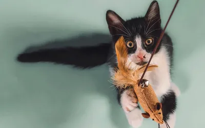 Игрушка для котят Дразнилка на присоске|Capsboard.com
