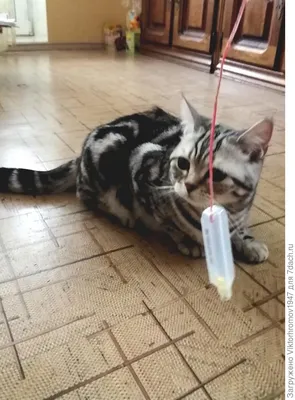 Как сделать игрушку для котенка своими руками: пошаговая инструкция | Royal  Canin UA