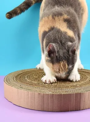 Как сделать игрушки для котов своими руками | ТОТО | Дзен