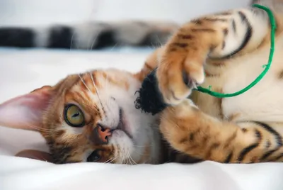 Как сделать игрушку для кошки и кота своими руками: 50 идей