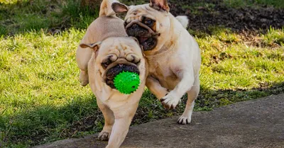 Игрушки для собак своими руками Макраме: Персональные записи в журнале  Ярмарки Мастеров