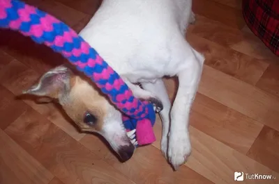 DIY: Игрушки для собак своими руками - Мочалка | Заметки Рыжего хвоста |  Дзен