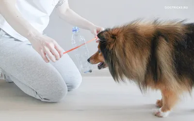 10 развивающих игрушек для собак своими руками - Dogtricks.ru