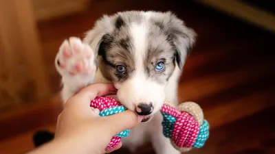 игрушки для собак своими руками: 3 тыс изображений найдено в  Яндекс.Картинках | Diy dog toys, Handmade dog toys, Diy dog stuff
