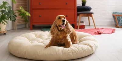 Сделай сам собачий нюхательный коврик поставщик медленное питание  тренировочные коврики для домашних животных китайский завод нюхательный  корм для собак завод