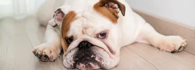ROYAL CANIN SKIN CARE ADULT DOG для взрослых собак при дерматозах и  выпадении шерсти 11 кг
