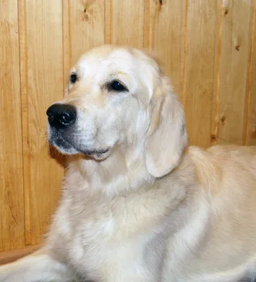 Royal Canin Skin Care Adult Small Dog сухой корм для собак мелких пород при  атопии, дерматозах и выпадении шерсти Zooland.in.ua
