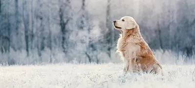 Royal Canin / Роял Канин SKIN SUPPORT для взрослых собак при атопии и  дерматозах