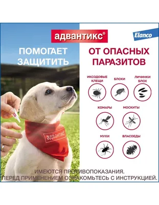 Капли (Inspector) Quadro С (1пип) от блох, клещей и глистов для собак от 4  до 10кг (ЛИЦЕНЗИЯ), купить оптом в Москве, цена, характеристики, описание -  Симбио - ЗооЛэнд
