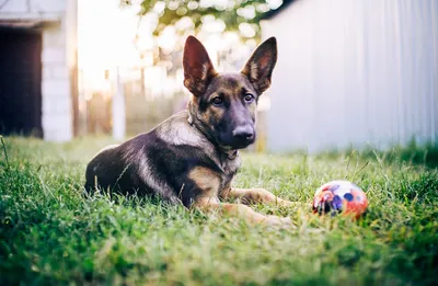 Клещ у собаки: симптомы, как обнаружить, лечение и профилактика | Royal  Canin UA