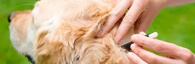 Foresto ошейник для собак менее 8 кг – Средства от блох и клещей