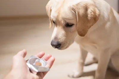 OKVET® ExpressTabs таблетки от клещей, блох, вшей и гельминтов для собак :  инструкция, описание