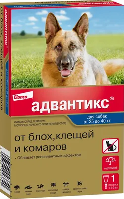 Как лечить собаку от укуса клеща: российский и европейский подходы -  Российская газета