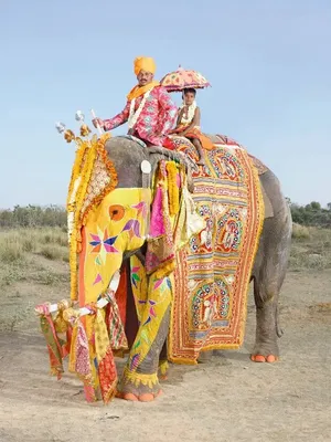 Для чего супер-красочно раскрашивают живых слонов в Индии? Для чего слонам  нужен макияж? | А знаете ли вы... | Дзен