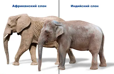 Какая разница между Индийским и Африканским слоном? Кто опаснее,  Африканский или Индийский слон? - YouTube