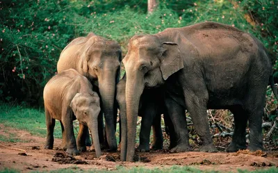 Индийский слон. Слоненок рождается волосатым! | Живое в природе | Дзен