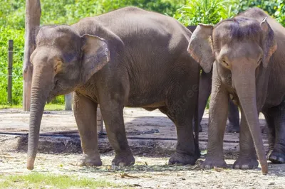 Индийские слоны отлично отдохнули в Сочи | Sobaka.ru
