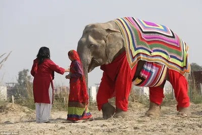 Зачем индийские слоны пошли в Китай? | ITTA INFO