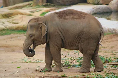 Слон индийский (Азиатский слон)