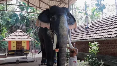 Индийские Слоны — стоковая векторная графика и другие изображения на тему Индийский  слон - Индийский слон, Абстрактный, Акварельная живопись - iStock