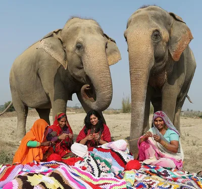 Экзотические путешественники: 22 сентября отмечаем Всемирный день защиты  слонов - Статьи и репортажи РГО