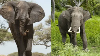 В царстве слонов Тайны дикой природы Индии - YouTube