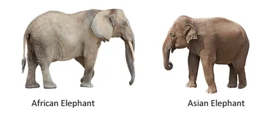 Сималенд Сувенирный набор 2 шт \"Индийские слоны\" яркие попоны