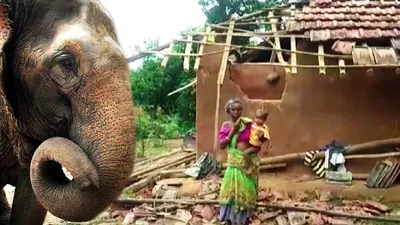 В Индии для замерзающих слонов связали штаны | Пикабу