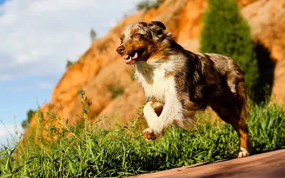 100 интересных, удивительных и необычных фактов о собаках со всего мира |  Домашние животные - самое важное | Дзен