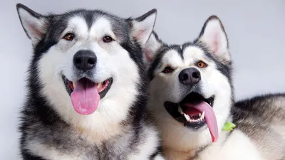 25 интересных фактов о собаках, которые вы могли не знать | Животные | WB  Guru