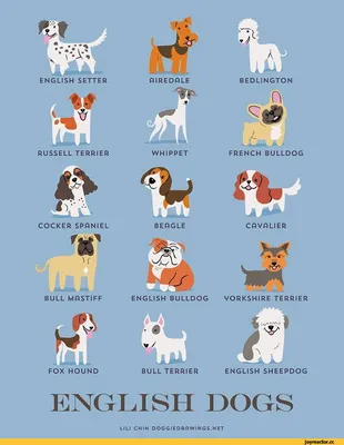 BB.lv: Интересные факты о собаках и щенках