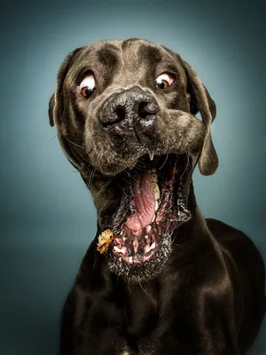 Сколько зубов у собаки, как они видят и другие интересные факты о  четвероногих друзьях